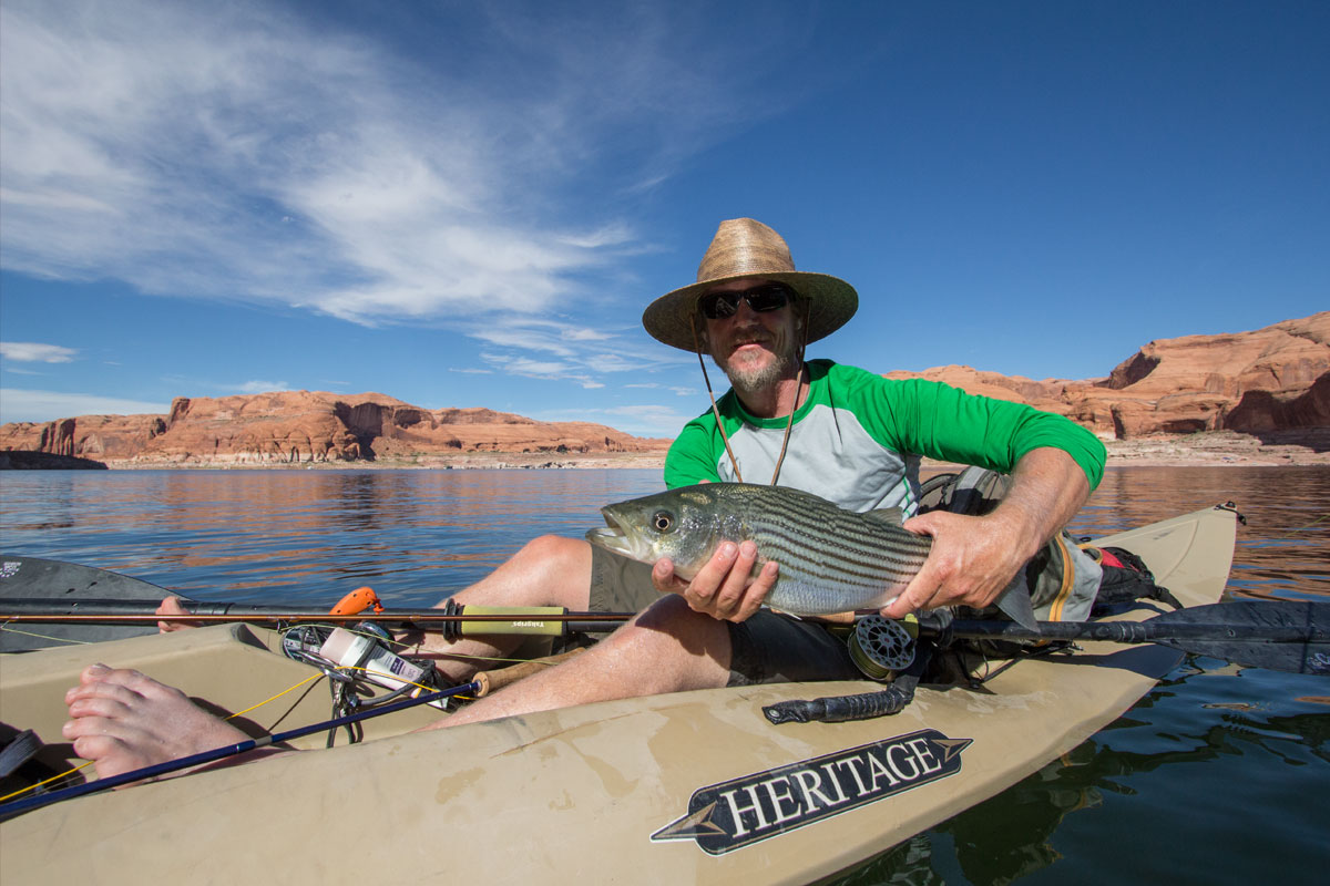 Chasing Lake Powell stripers with kayaks and fly rods