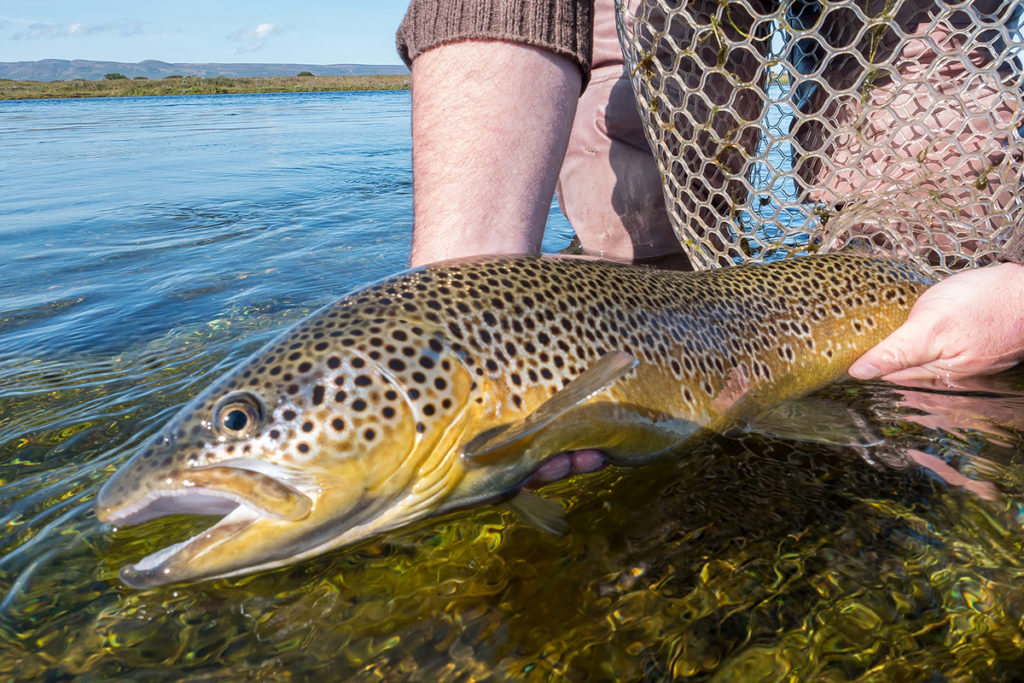 Iceland fly fishing adventure travel tips chasing brown trout and