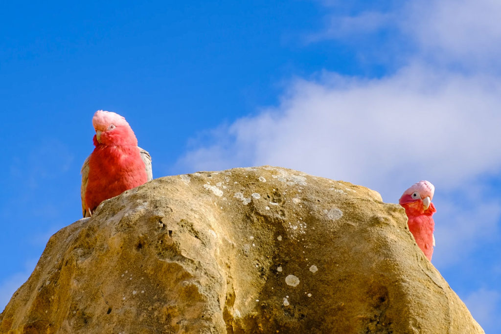 Western Australia fly fishing road trip adventure with rod, reel and goon