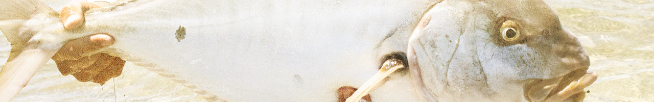 australia golden trevally fly fishing travel adventure films photos essays