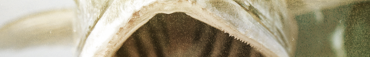 australia queenfish mouth fly fishing travel adventure films photos essays