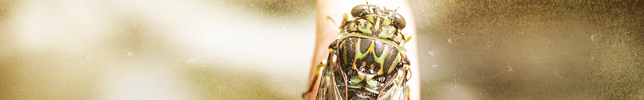 cicada fly fishing travel adventure films photos essays