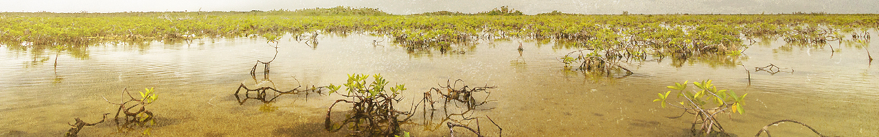 mexico mangroves fly fishing travel adventure films photos essays