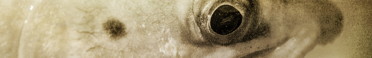 new zealand trout eye fly fishing travel adventure films photos essays