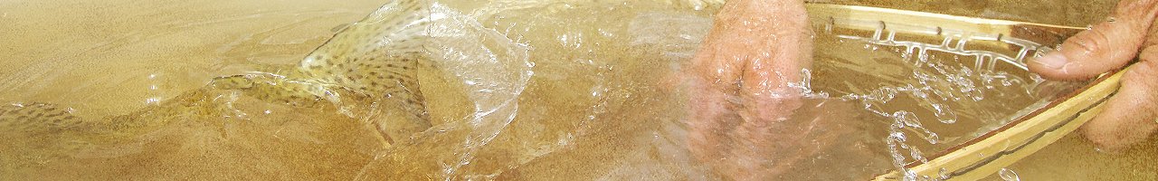 trout release fly fishing travel adventure films photos essays