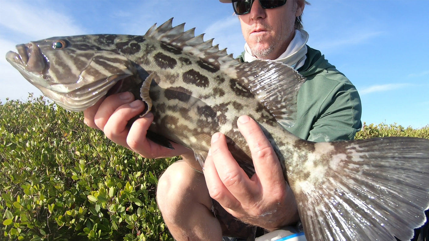 Baja Mexico Fish Bum Guide to Road Tripping Baja Broomtail Grouper