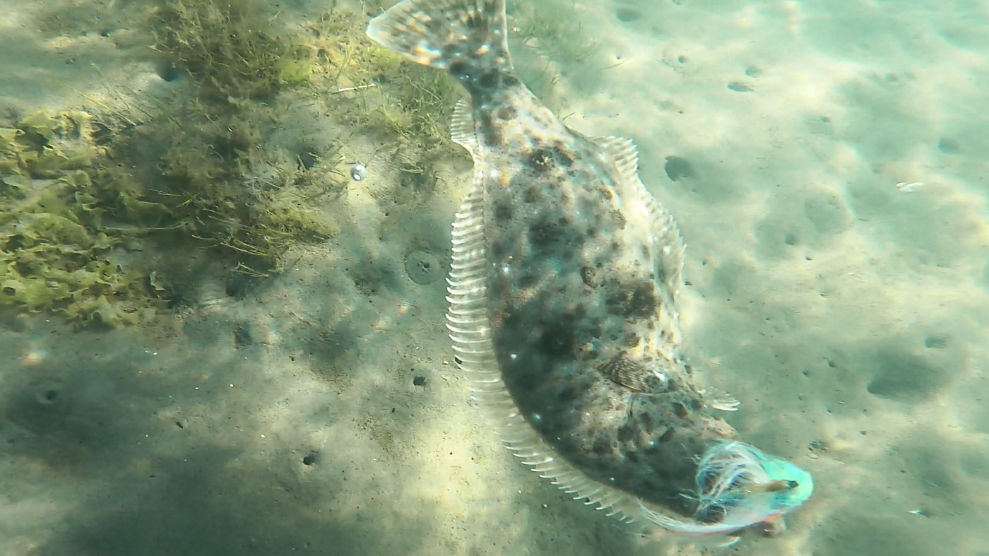 Baja Mexico Fish Bum Guide to Road Tripping Baja California Halibut